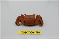 藏品(中型東方蟹)的圖片